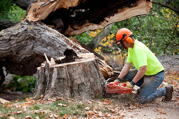 Best Arborist Consultation Services  in Medford Lakes, NJ